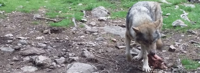 Attaque de loups : Trois brebis tuées à Levens